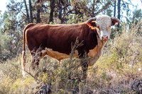 Rural Landscapes