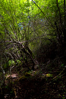 Forests
